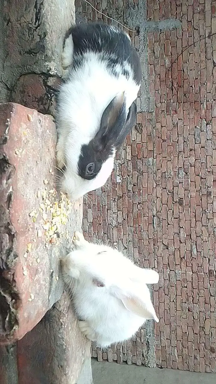 Rabbits jori for sale — photo 2