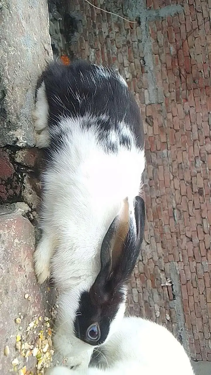 Rabbits jori for sale — photo 3