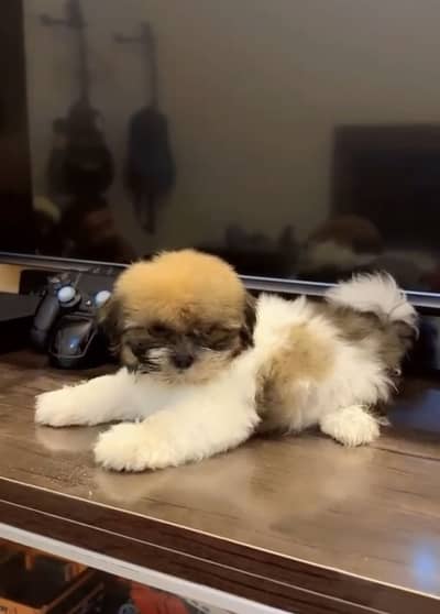 Shitzu puppy