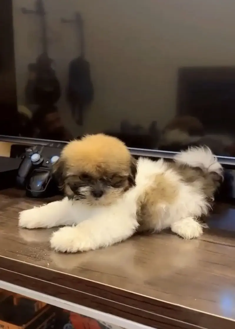 Shitzu puppy