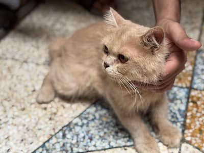 Male kitten for sales full vaccinated
