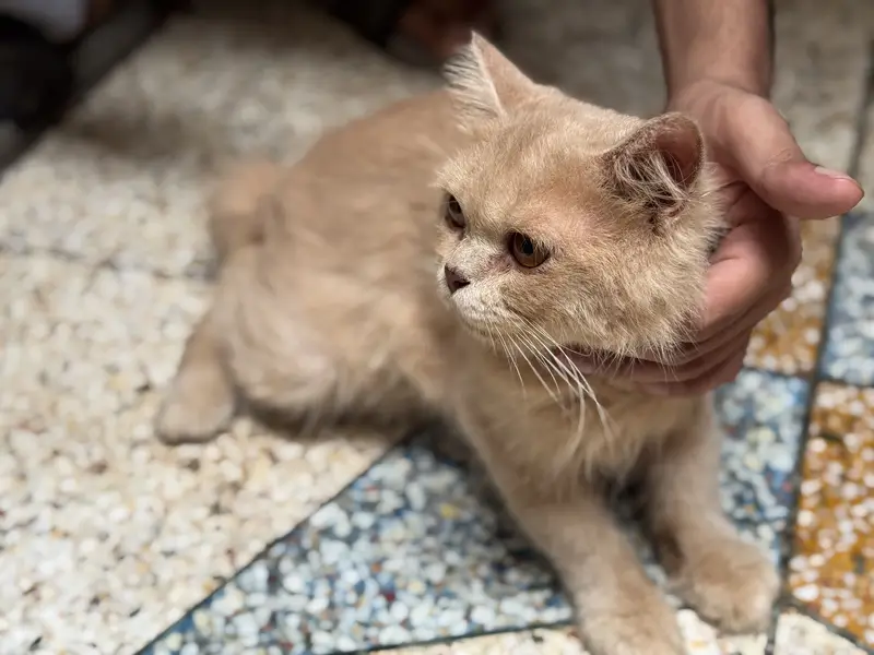 Male kitten for sales full vaccinated