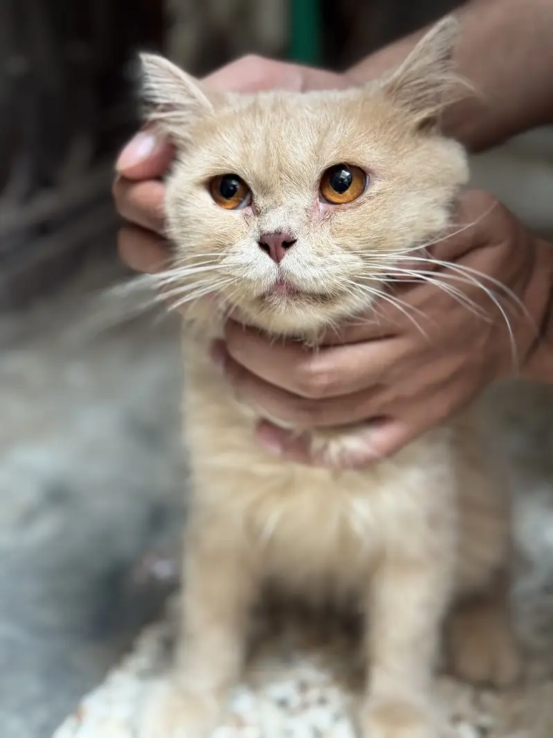 Male kitten for sales full vaccinated — photo 2