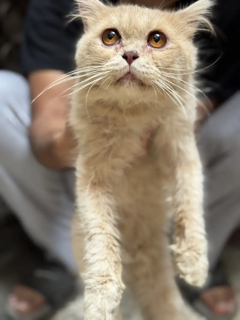 Male kitten for sales full vaccinated — photo 3