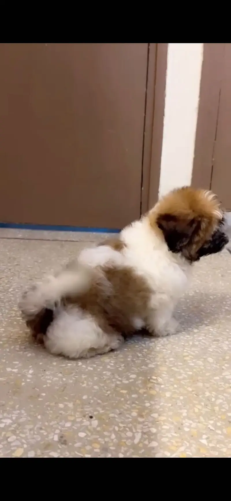 Shitzu puppy — photo 2
