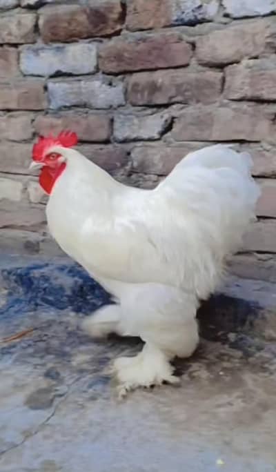 white heavy buff male available