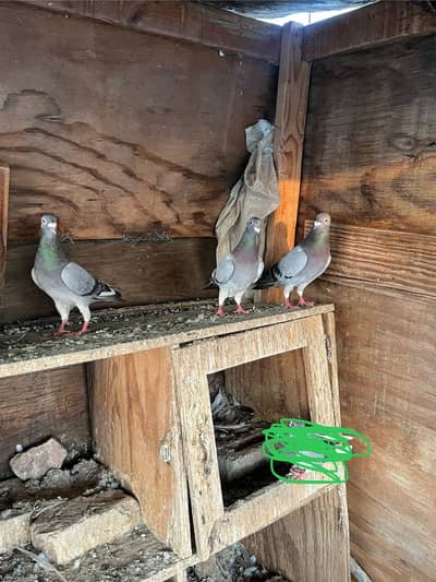 Qasid & silver sherazi males