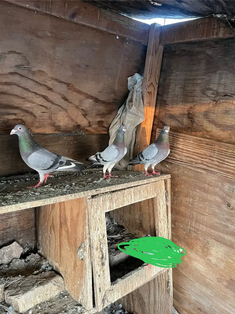 Qasid & silver sherazi males — photo 2