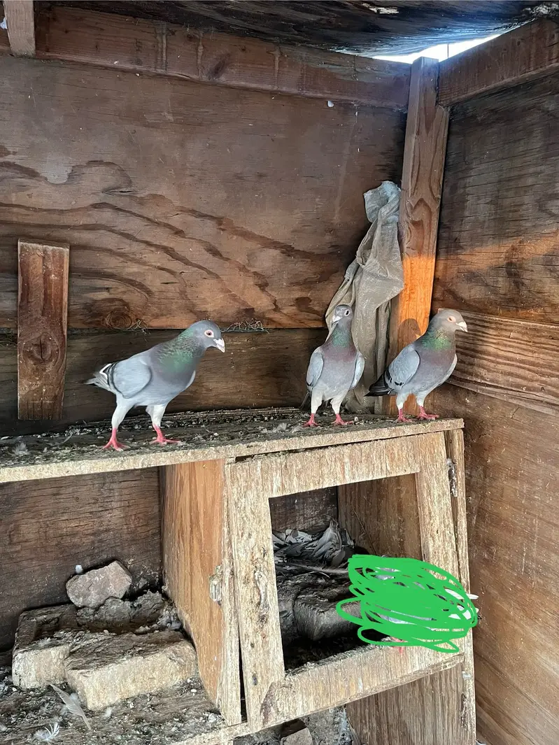 Qasid & silver sherazi males — photo 3