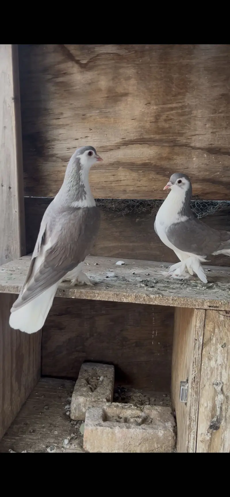 Qasid & silver sherazi males — photo 4