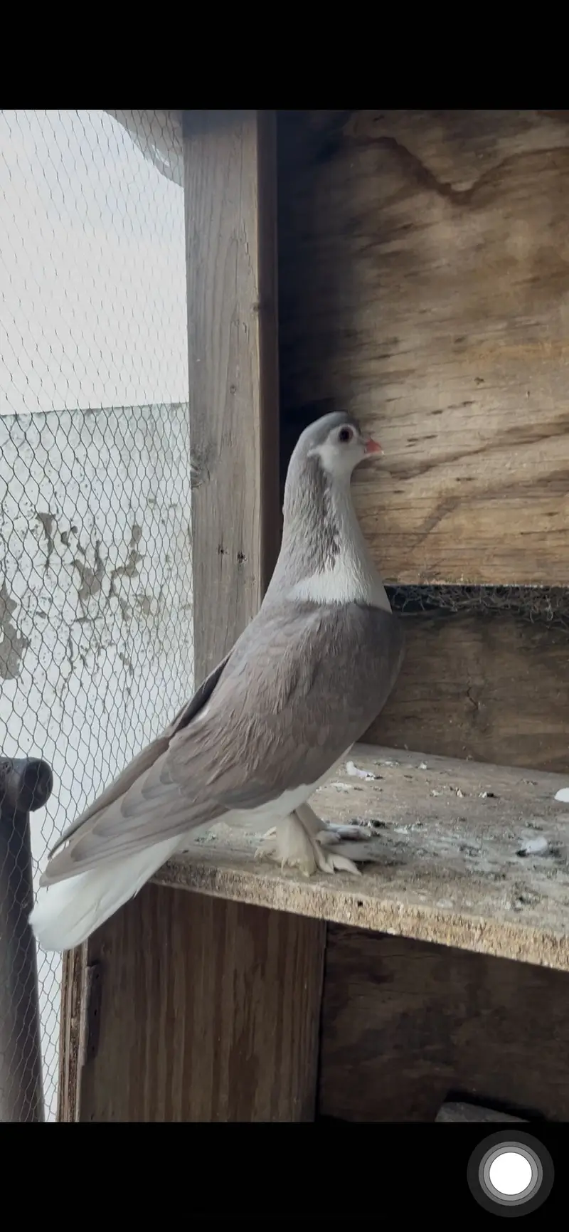 Qasid & silver sherazi males — photo 5