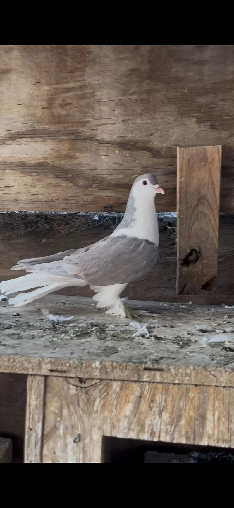 Qasid & silver sherazi males — photo 6