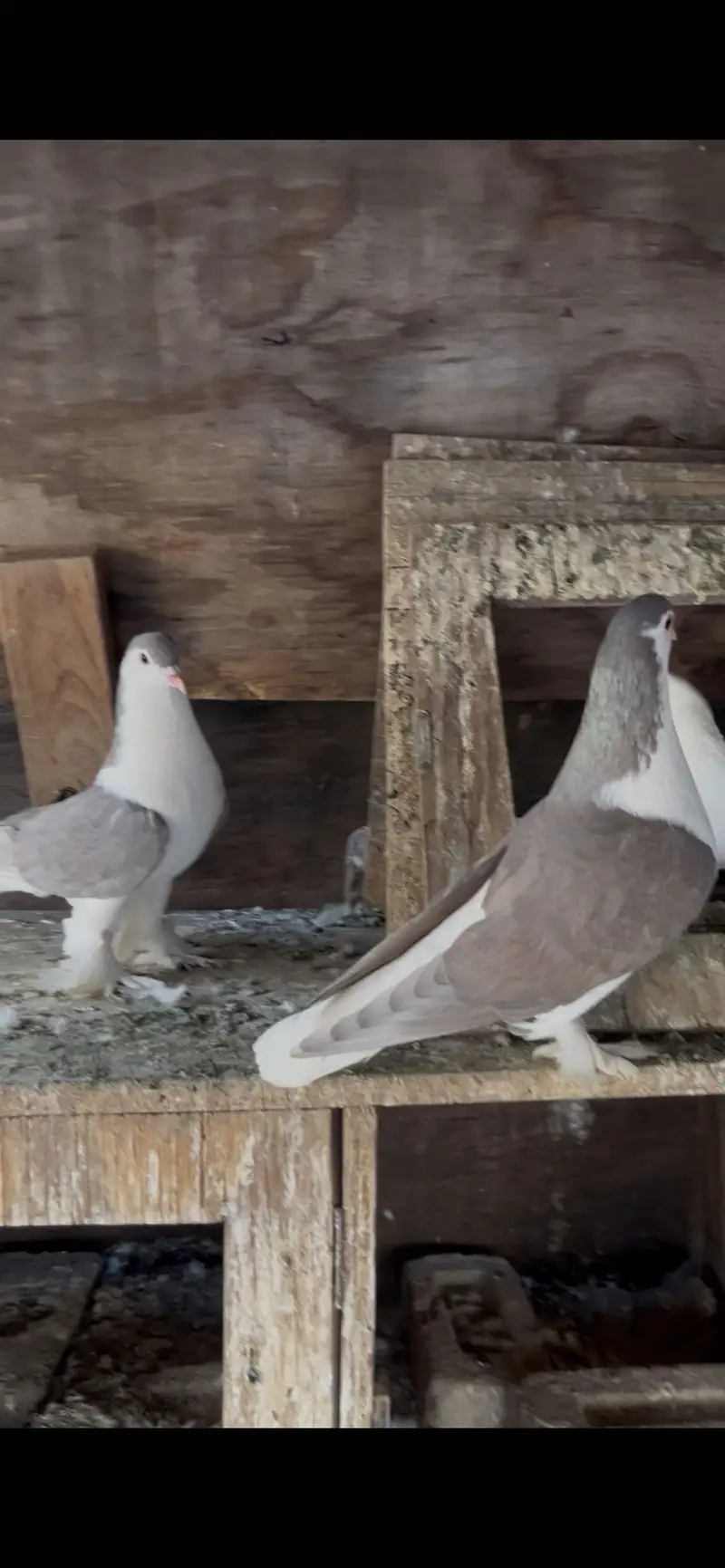 Qasid & silver sherazi males — photo 7
