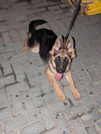Pure German Shapherd Dog