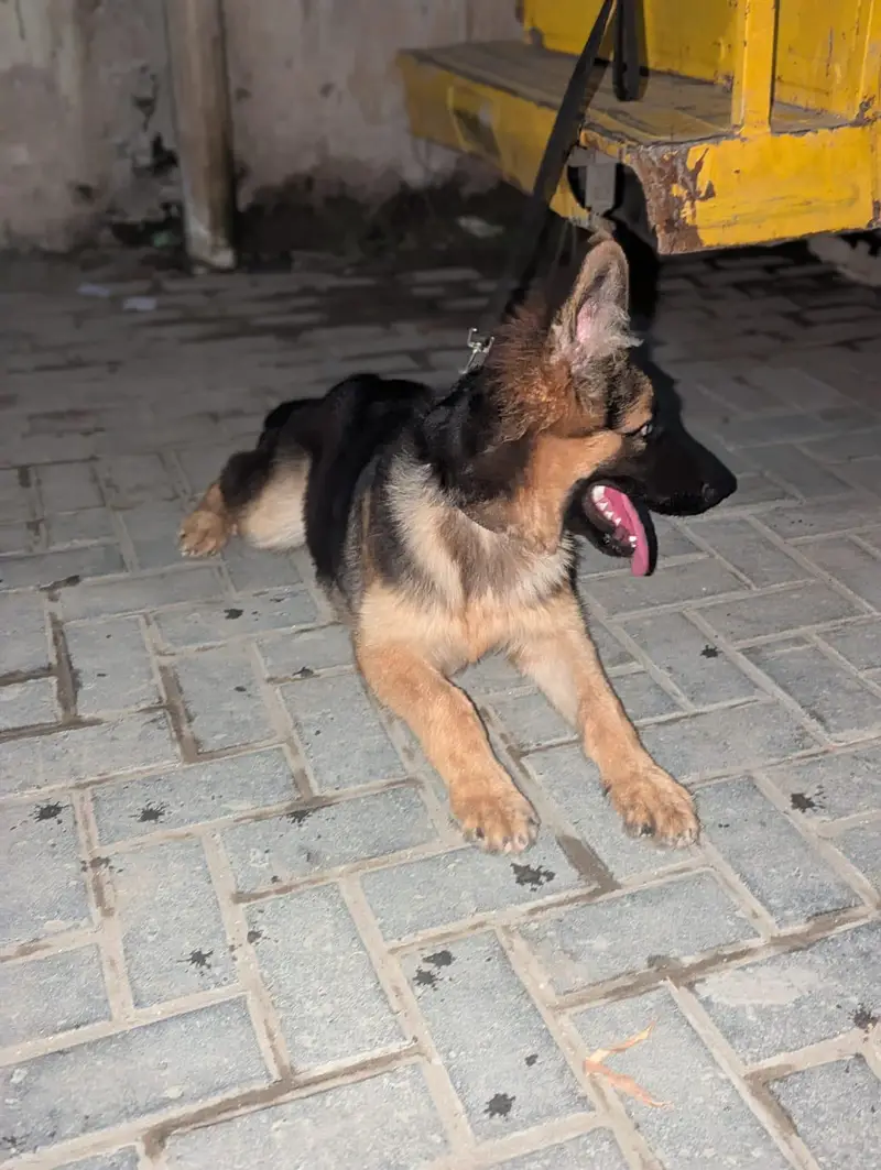 Pure German Shapherd Dog — photo 2