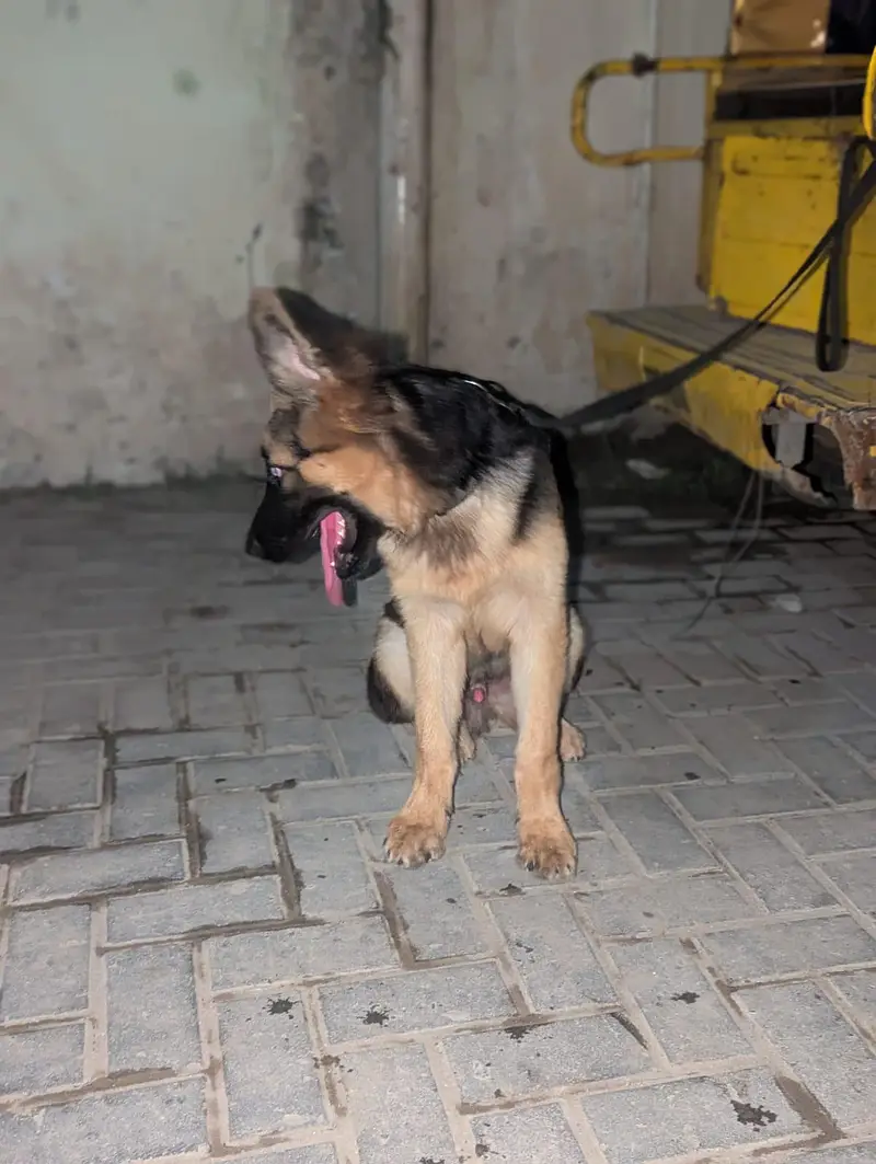 Pure German Shapherd Dog — photo 3