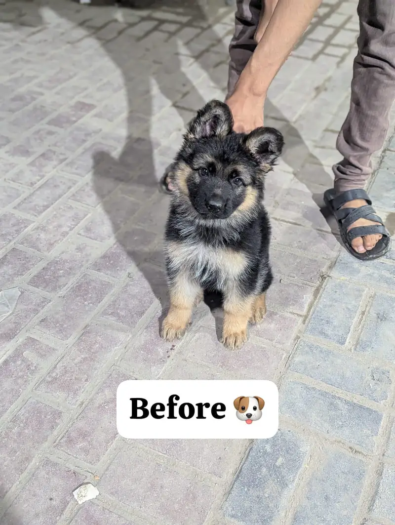 Pure German Shapherd Dog — photo 4