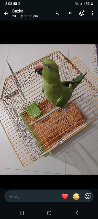 green parrot for sell