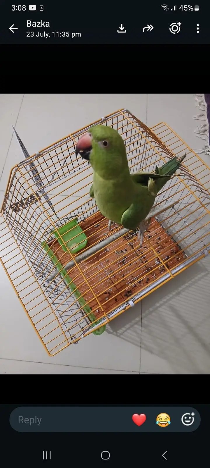 green parrot for sell