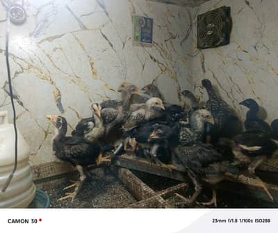Aseel chicks