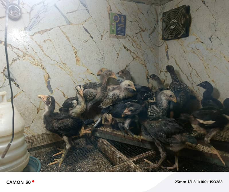 Aseel chicks 0