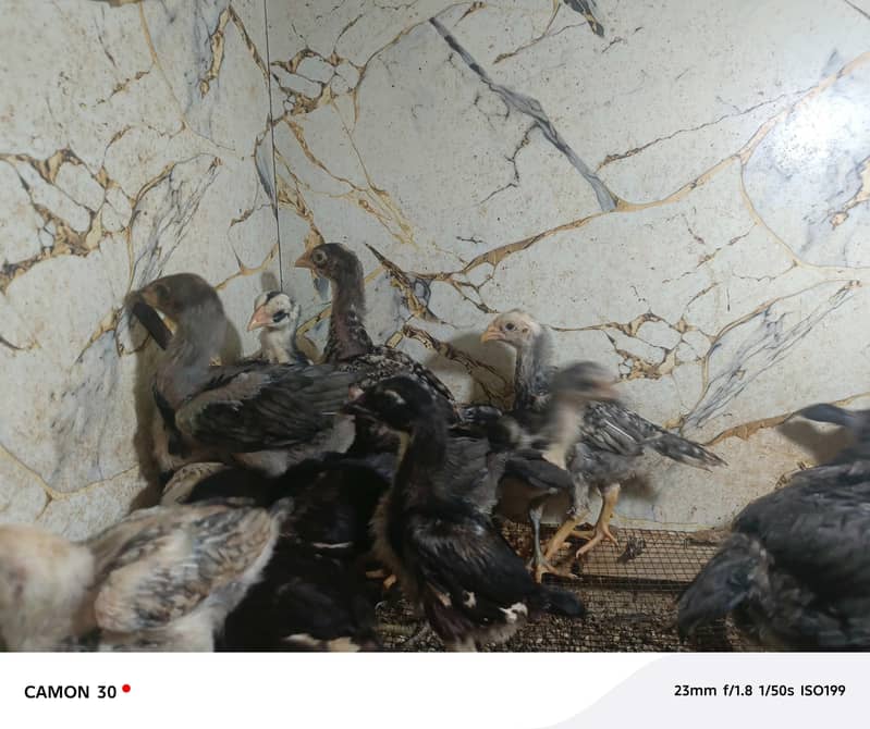 Aseel chicks 1