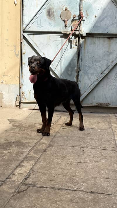 Topclass Rottweiler Breeder Female