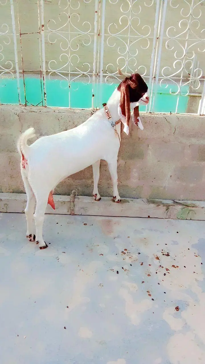 kamuri Bakri
