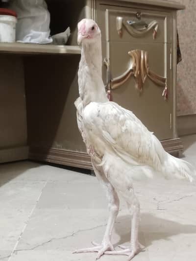 White Heera Aseel