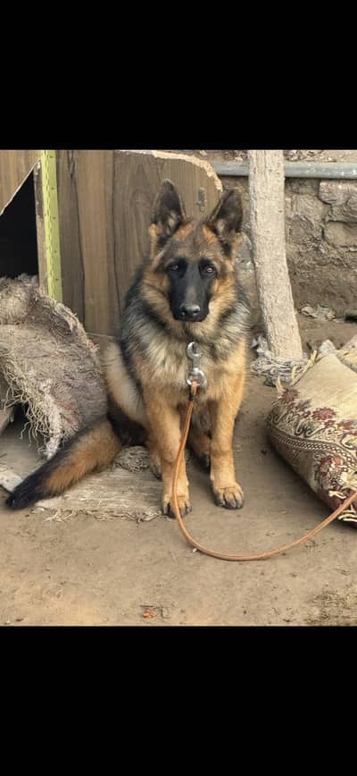 Double coated german shepherd