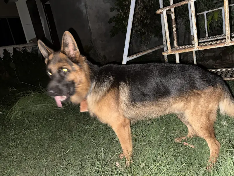 Double coated german shepherd — photo 2