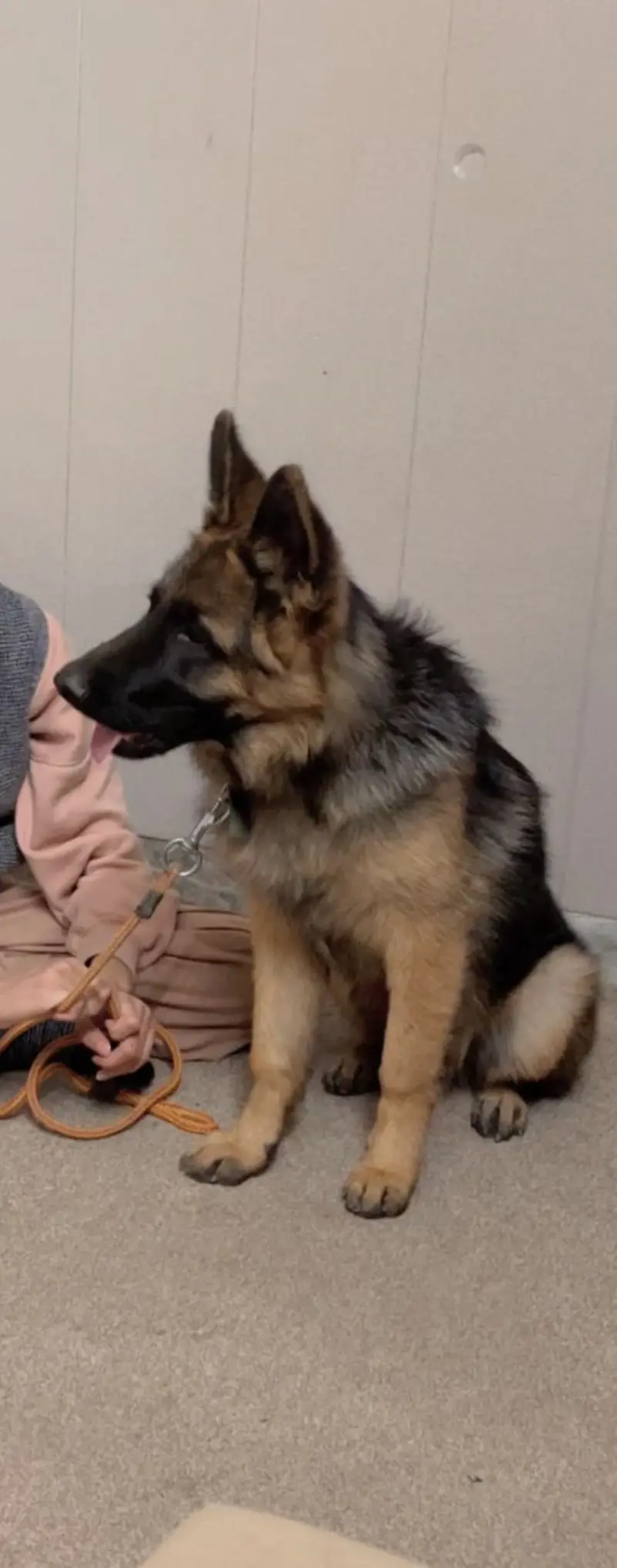 Double coated german shepherd — photo 3