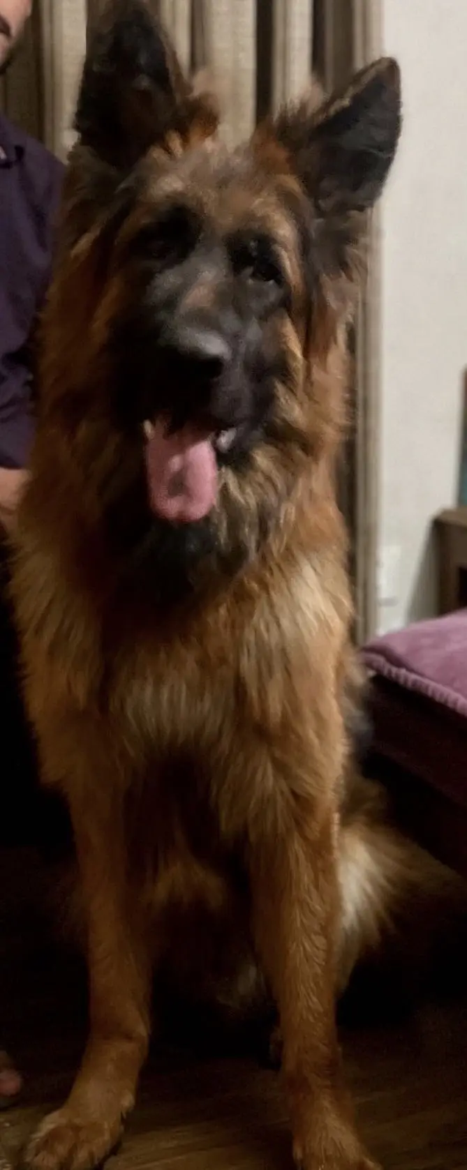 Double coated german shepherd — photo 4