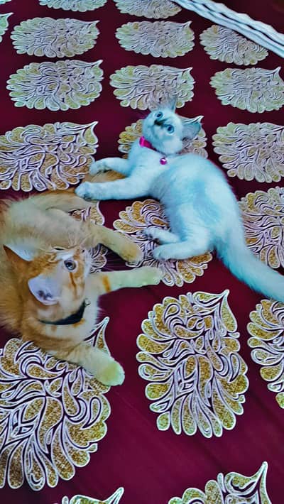 kittens