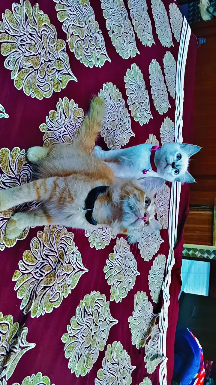 kittens — photo 2