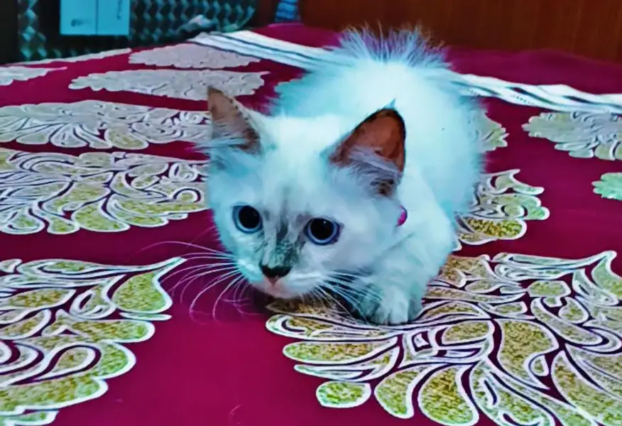 kittens — photo 3