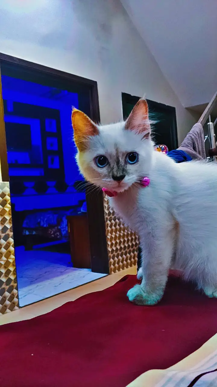 kittens — photo 4