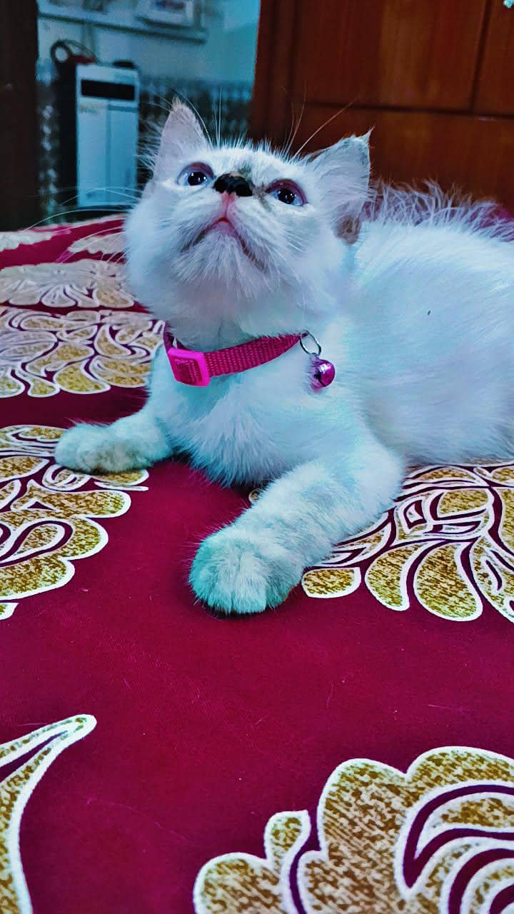 kittens 4