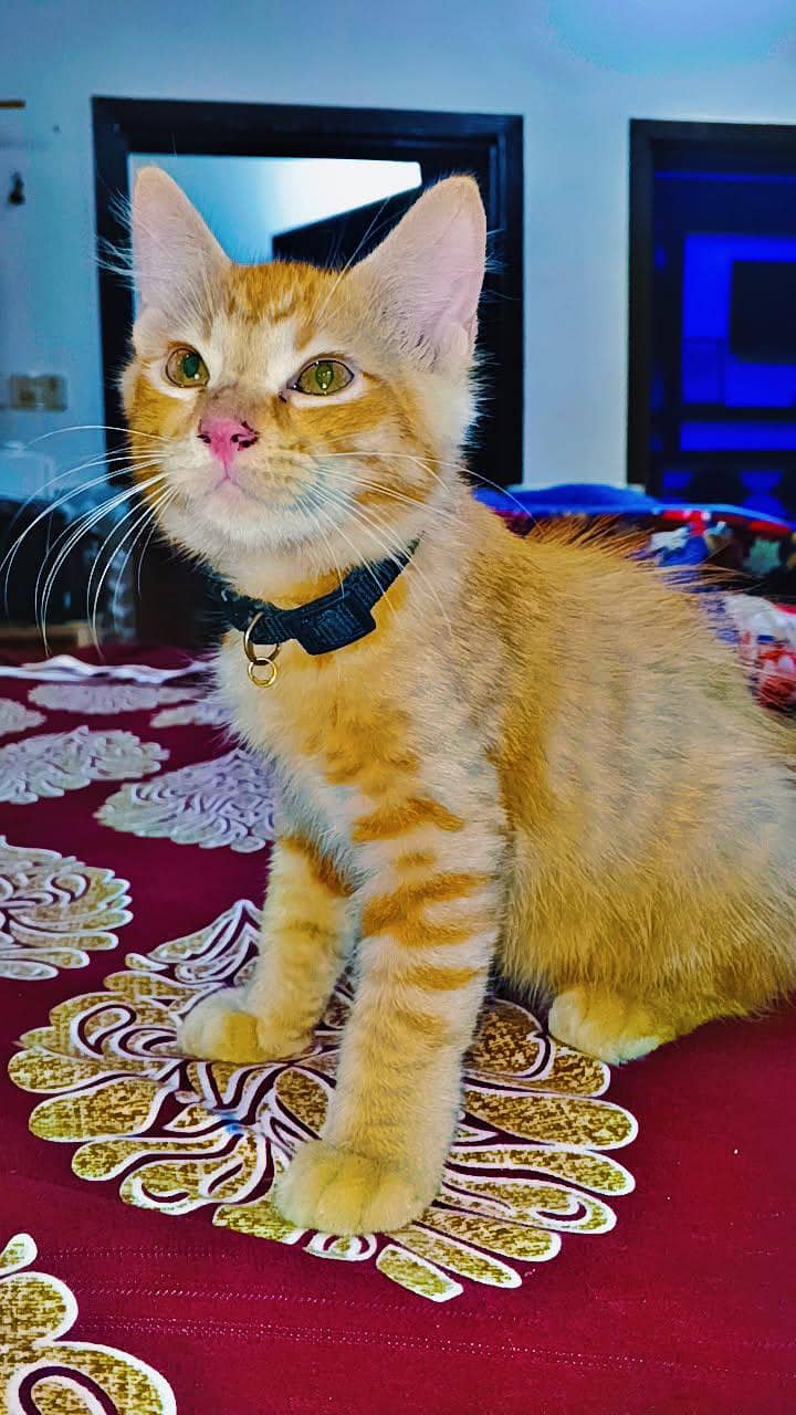 kittens 5