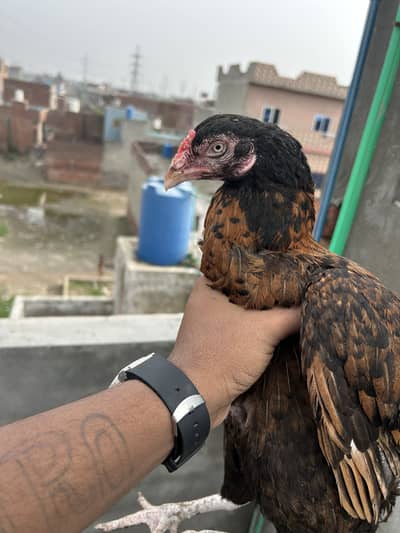 Aseel Female