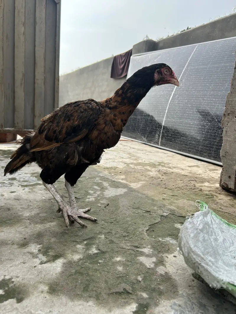 Aseel Female — photo 2