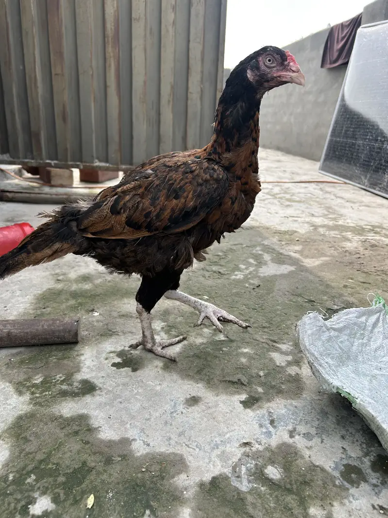 Aseel Female — photo 3