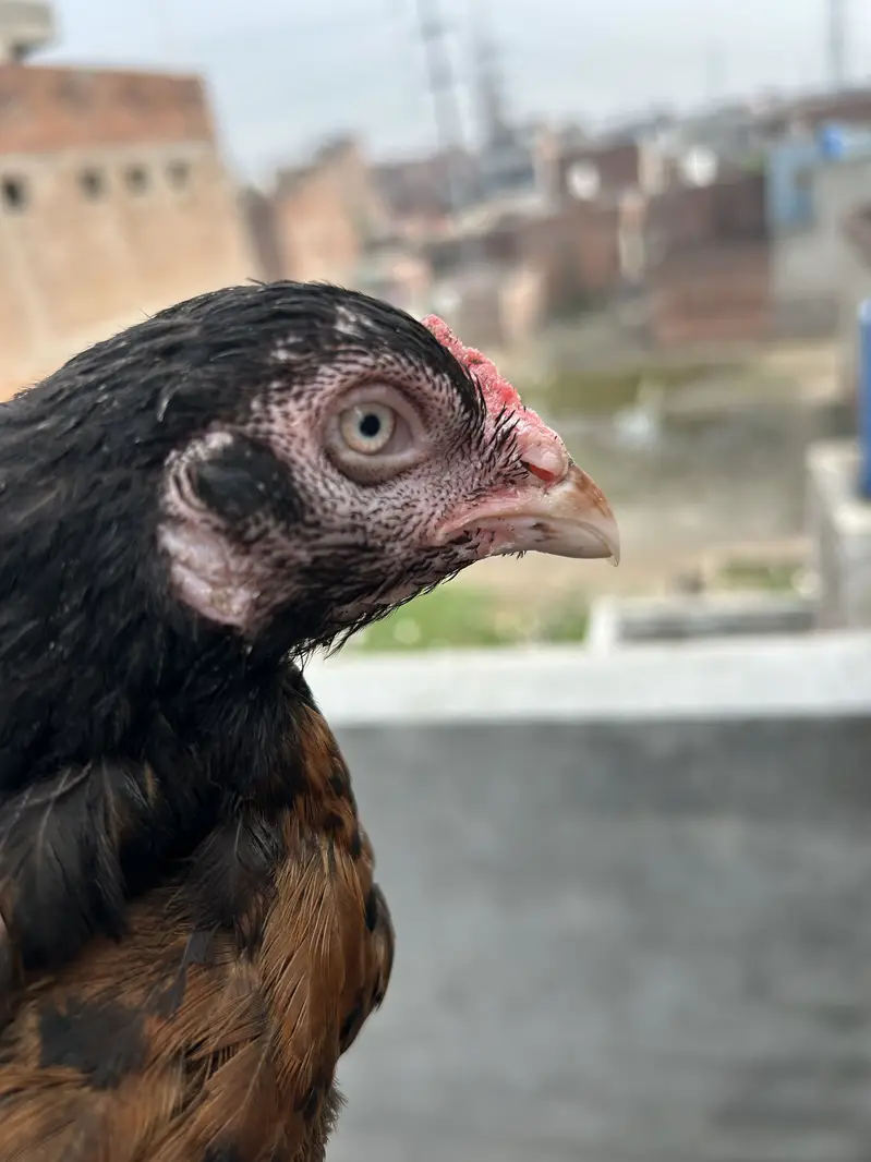Aseel Female — photo 4
