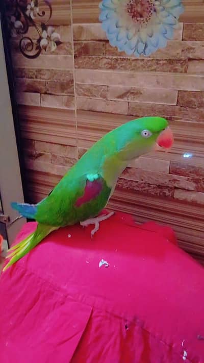 hand tamed raw parrot with talking very friendly