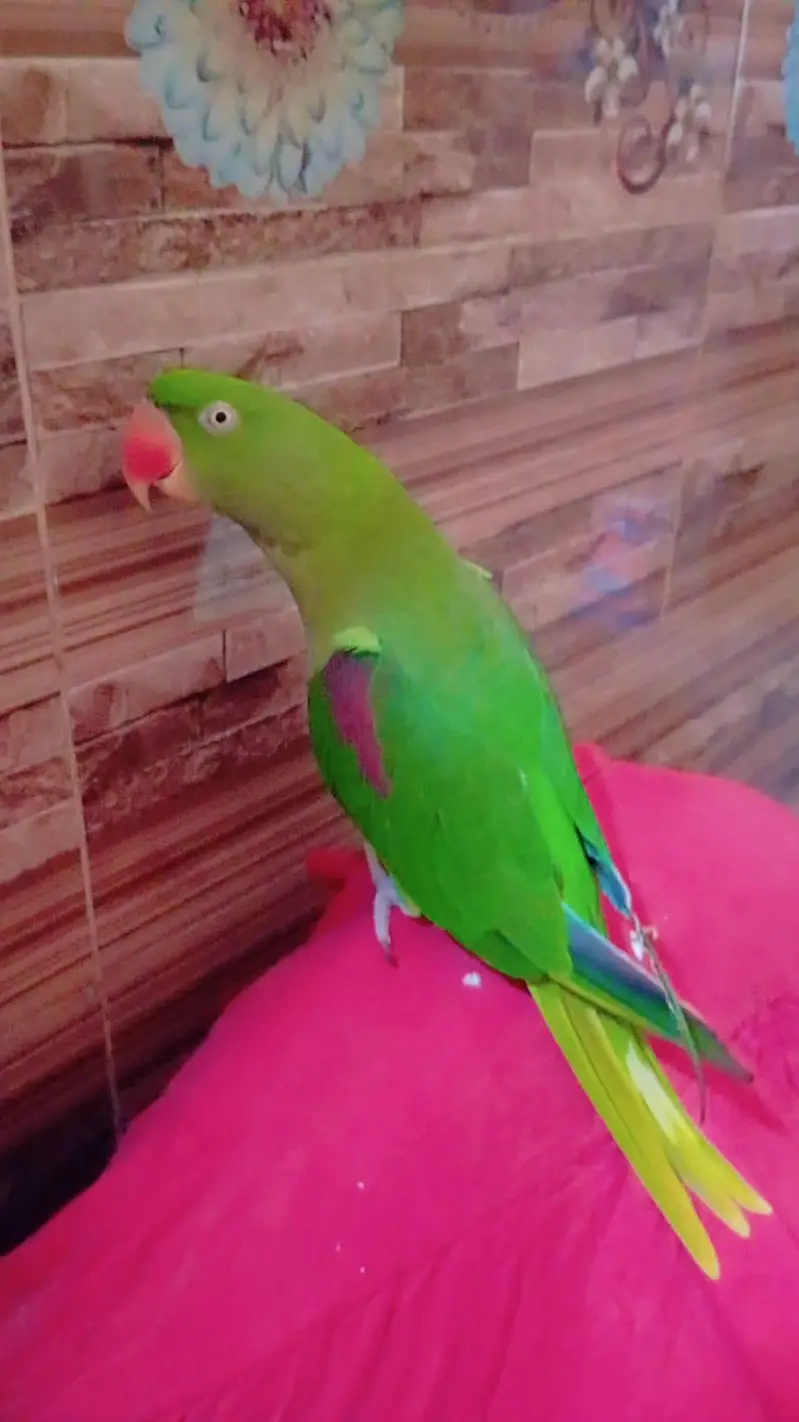 hand tamed raw parrot with talking very friendly — photo 2