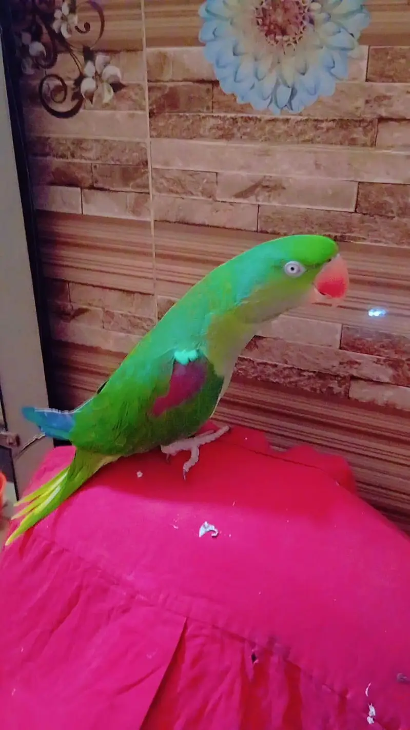 hand tamed raw parrot with talking very friendly — photo 3