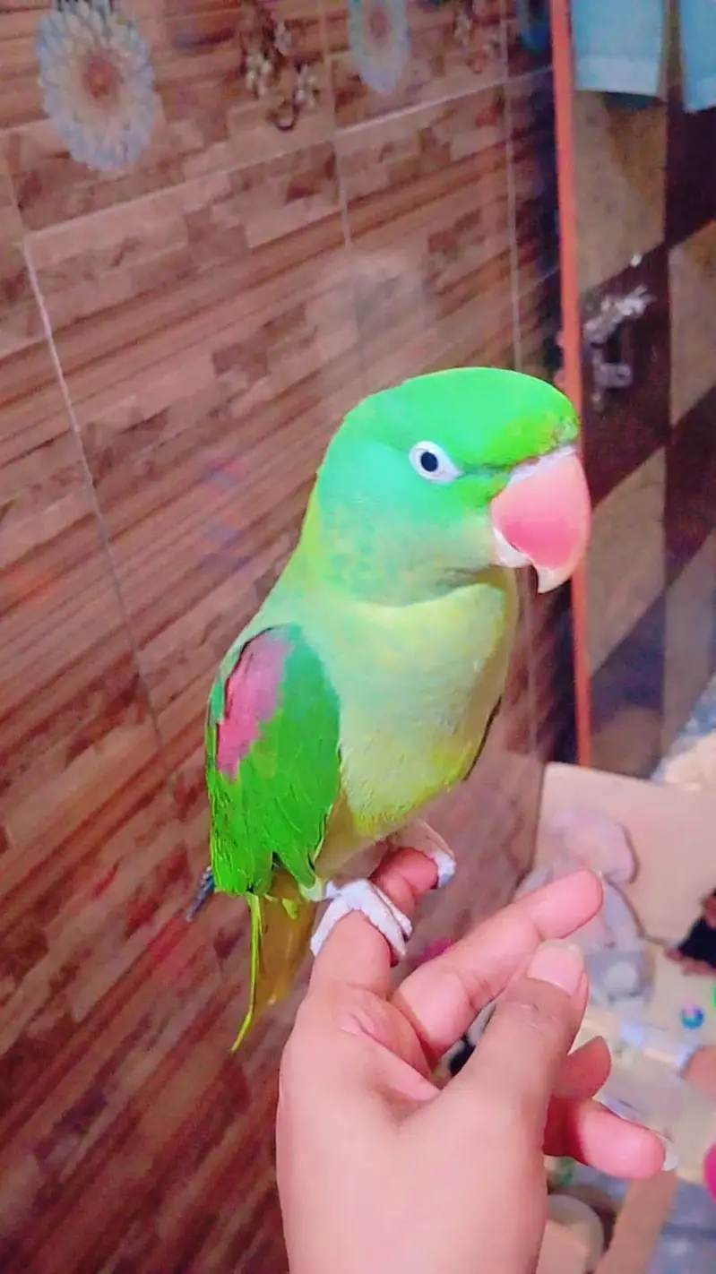 hand tamed raw parrot with talking very friendly — photo 4
