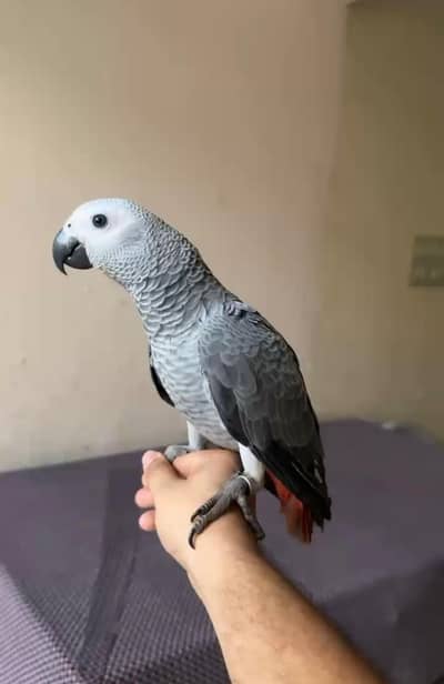 African grey parrot handtame self