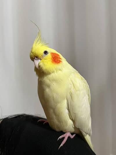 Cocktail parrot red eye