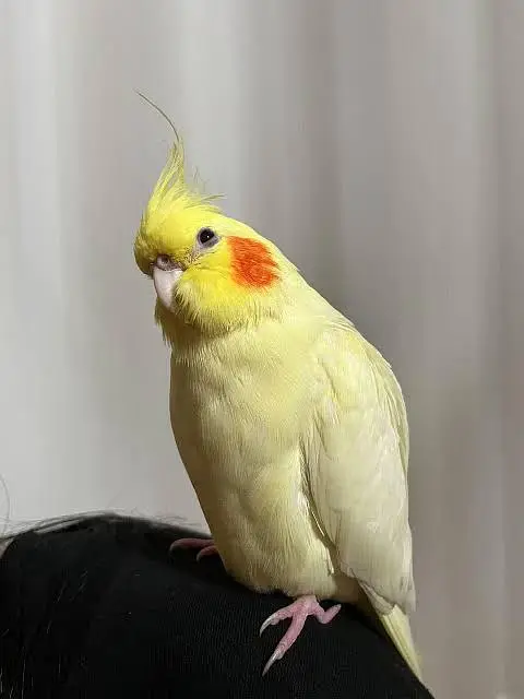 Cocktail parrot red eye